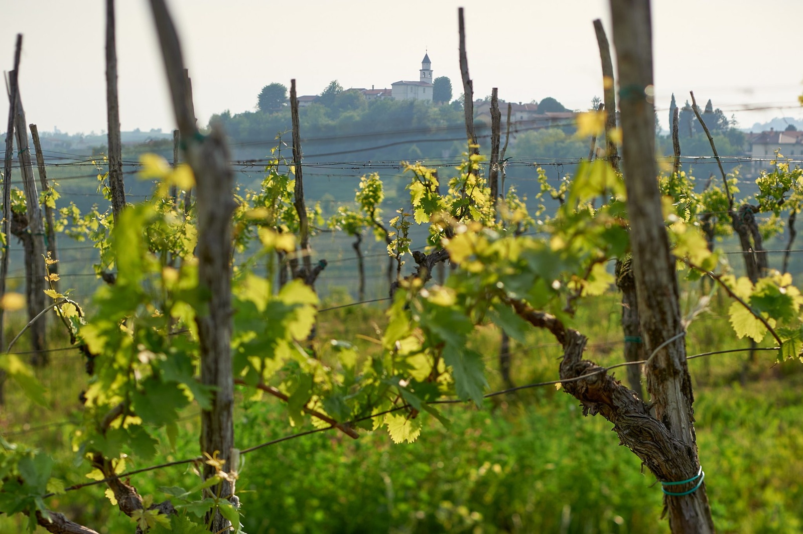 edi simcic vinograd v fojani 5051 2048x1362